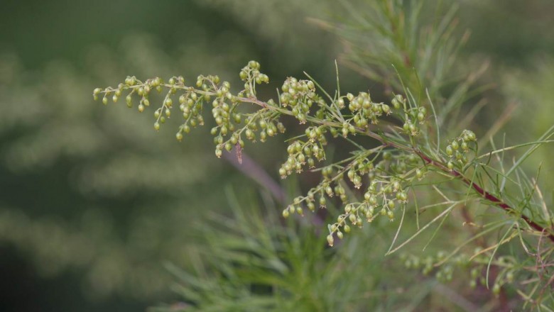Cây Nhân trần Trung Quốc. Artemisia capillaris Thunb. - Cây Thuốc Nam Quanh Ta